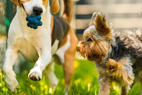 Lindo Yorkshire Terrier perro y beagle perro chese entre sí en el patio trasero. — Foto de Stock