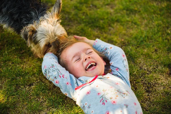 Dítě s yorkshirským psem ona zelená tráva na dvorku baví. — Stock fotografie