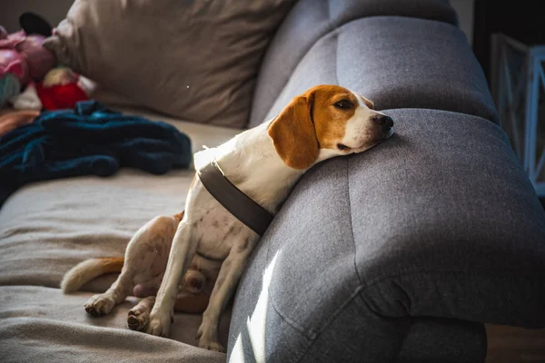 Cão beagle cansado depois de andar deitado em um sofá no interior brilhante — Fotografia de Stock