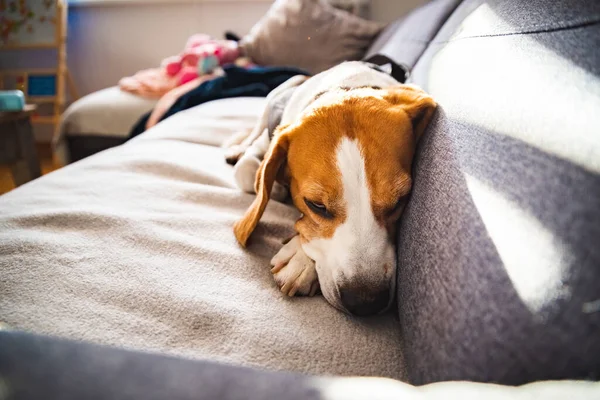 明るいインテリアのソファの上に横たわる後、疲れビーグル犬 — ストック写真
