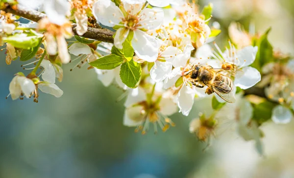 Closeup de uma abelha de mel reunindo néctar e espalhando pólen em flores brancas na árvore de cereja. — Fotografia de Stock