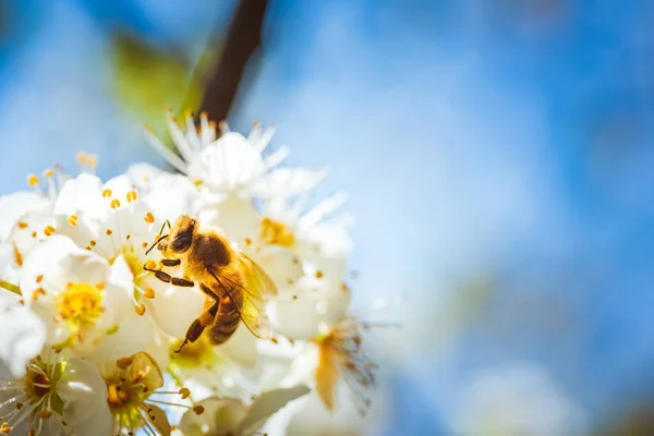 Closeup de uma abelha de mel reunindo néctar e espalhando pólen em flores brancas na árvore de cereja. — Fotografia de Stock