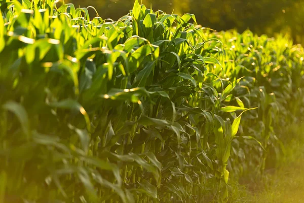 Reihen von Maisfeldern an einem sonnigen Tag. Hintergrund der Landwirtschaft — Stockfoto