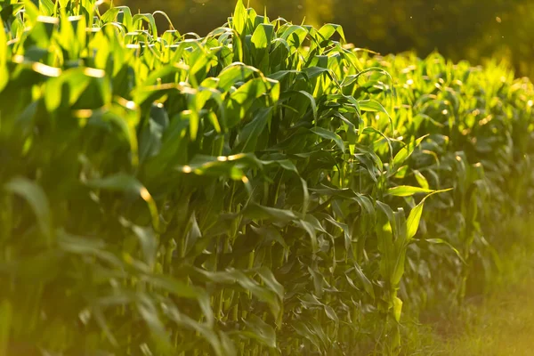 Fileiras de campo de milho no dia ensolarado. Fundo agrícola — Fotografia de Stock