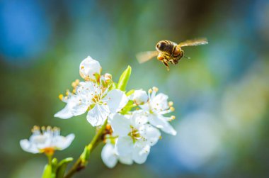 Bir Bal Arısı 'nın nektar toplaması ve kiraz ağacında beyaz çiçeklere polen yayması..