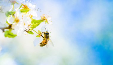 Bir Bal Arısı 'nın nektar toplaması ve kiraz ağacında beyaz çiçeklere polen yayması..