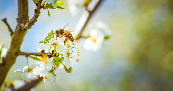 Closeup de uma abelha de mel reunindo néctar e espalhando pólen em flores brancas na árvore de cereja. — Fotografia de Stock