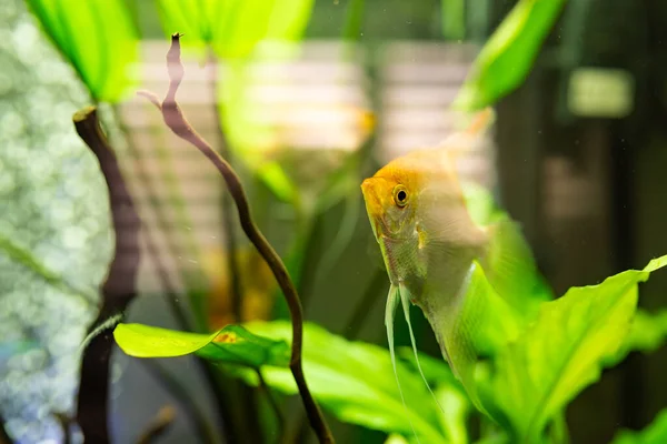 Gold Pterophyllum Scalare Aqarium Water Yellow Angelfish Aquarium Theme — Stock Photo, Image