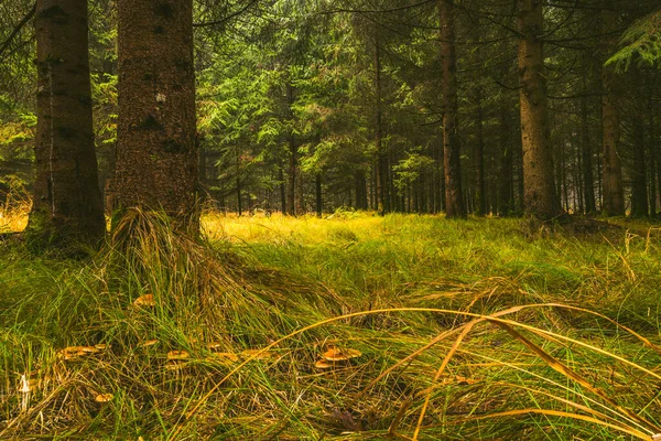 가을 숲에는 이끼로 뒤덮인 바닥이 있다. 미천 한 자연의 날 — 스톡 사진