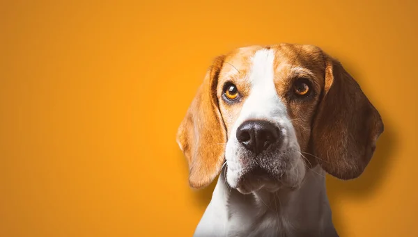 Piękny beagle pies headshoot izolowane na pomarańczowym tle — Zdjęcie stockowe