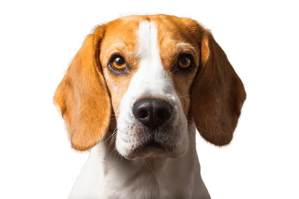 Hermoso beagle perro headshoot aislado sobre fondo blanco — Foto de Stock