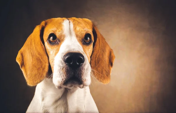 Piękny beagle pies headshoot izolowane na ciemnobrązowym tle — Zdjęcie stockowe