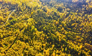 Avusturya 'nın güney stirias Green Hart' ındaki sonbahar ormanlarının havadan görünüşü