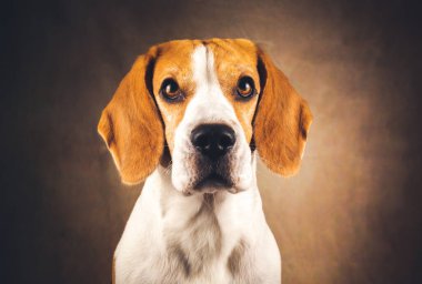 Koyu kahverengi arka planda izole edilmiş av köpeği portresi.