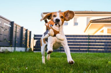 Mutlu Beagle köpeği arka bahçede güneşli bir akşamda sahibiyle yakalamaca oynuyor..