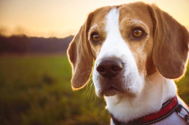 Köpek portresi arka planda. Beagle Dog 'un kafa çekimi günbatımında