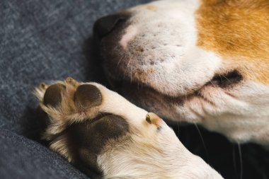 Parlak iç mekanda kanepede uyuyan bir av köpeği.