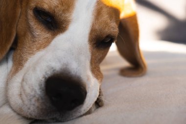 Parlak iç mekanda kanepede uyuyan bir av köpeği.