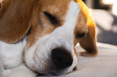 Parlak iç mekanda kanepede uyuyan bir av köpeği.