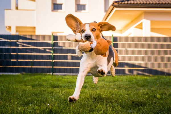 Happy Beagle dog playing fetch with owner on sunny evening in back garden.