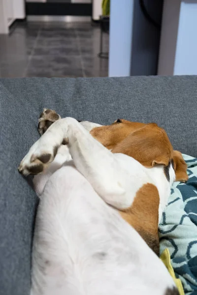 Un cane beagle che dorme sul divano in interni luminosi. — Foto Stock