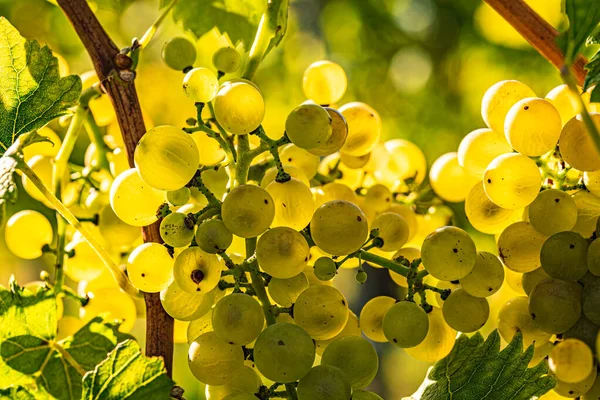 Weiße Trauben auf Weinreben Nahaufnahme. Sommer in den Weinbergen. — Stockfoto