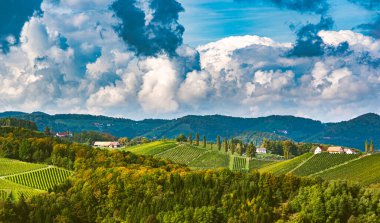 Avusturya, Güney Styria 'daki üzüm bağlarının manzarası