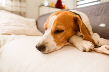 Beagle dog yoruldu. Parlak iç kısımda kanepede uyuyor.