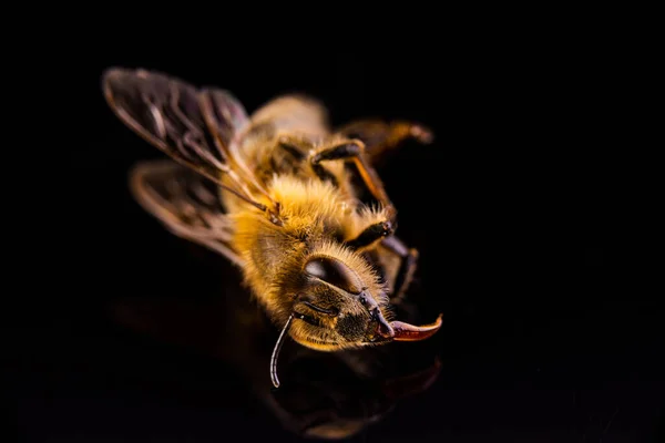Gros plan d'abeille morte sur fond noir. — Photo