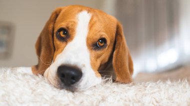 Sad dog lying on sofa looking through window