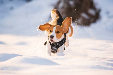 Beagle dog leaps through a snowy field toward the camera.