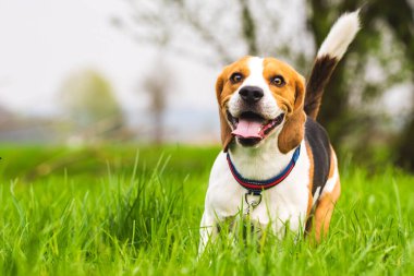 Beagle runs on a meadow with tongue out.