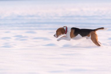 Beagle dog leaps through a snowy field in distance