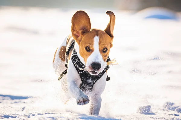 Beagle dog leaps through a snowy field toward the camera. — ストック写真
