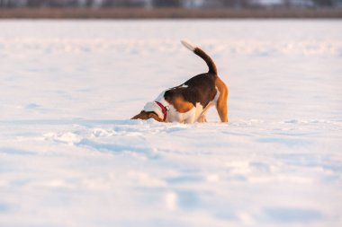 Beagle dog sniffing trail in snow.