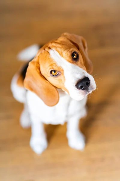 Beagle pupy sitting onf the foor and looking up. — ストック写真