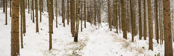Panorama del bosque invernal después de la primera nieve invernal. — Foto de Stock