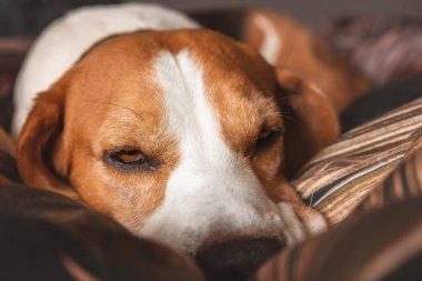 Bir av köpeği ağızlık kapanıyor, rahat bir yatakta uyuyor..