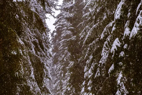 Floresta de pinho nevado temperada no inverno, queda de neve. — Fotografia de Stock