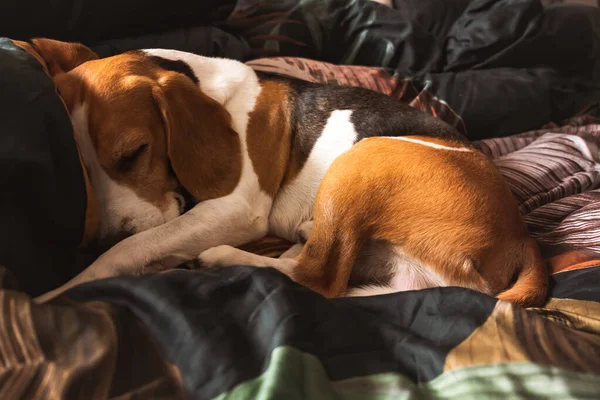 Um cão adulto beagle dormindo em uma cama aconchegante. — Fotografia de Stock