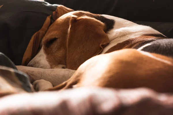 Ein erwachsener Beagle-Hund schläft auf einem gemütlichen Bett. — Stockfoto