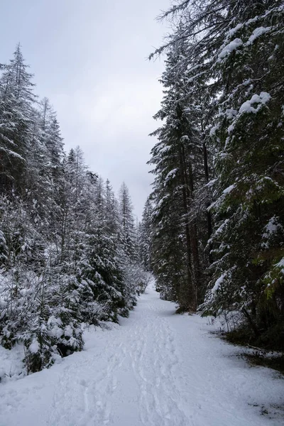 Bosque de pino cubierto de nieve en invierno, nevada. — Foto de Stock