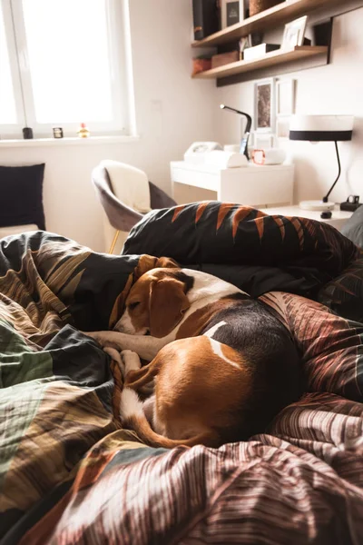 Um cão adulto beagle dormindo em uma cama aconchegante. — Fotografia de Stock