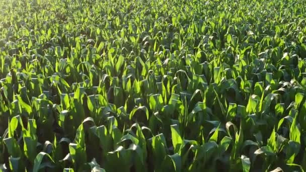 Campo de maíz, aéreo sobre las hileras de tallos de maíz, excelente crecimiento, maduración del campo de maíz. — Vídeo de stock
