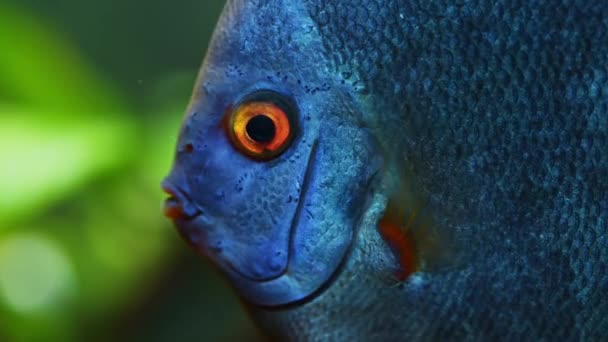 Närbild av detaljer om blå diskus fisk i tank — Stockvideo