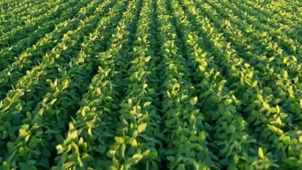 Vue aérienne de la maturation des champs de soja au printemps. — Video
