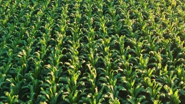Campo de maíz, aéreo sobre las hileras de tallos de maíz, excelente crecimiento, maduración del campo de maíz. — Vídeos de Stock