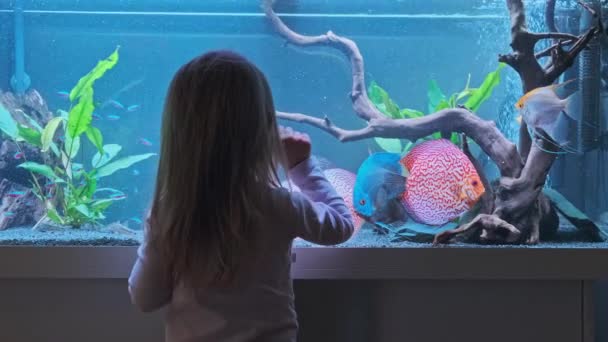 Meisje kijken naar vissen zwemmen in grote fishtank, aquarium. — Stockvideo