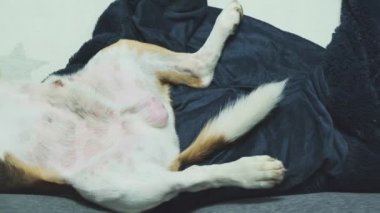 Beagle köpeği sırtında kanepede uyuyor.