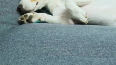 Beagle köpeği sırtında kanepede uyuyor.